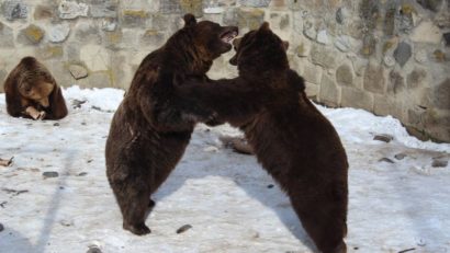 Animalele de la Grădina Zoologică Tîrgu-Mureş nu sunt afectate de frig