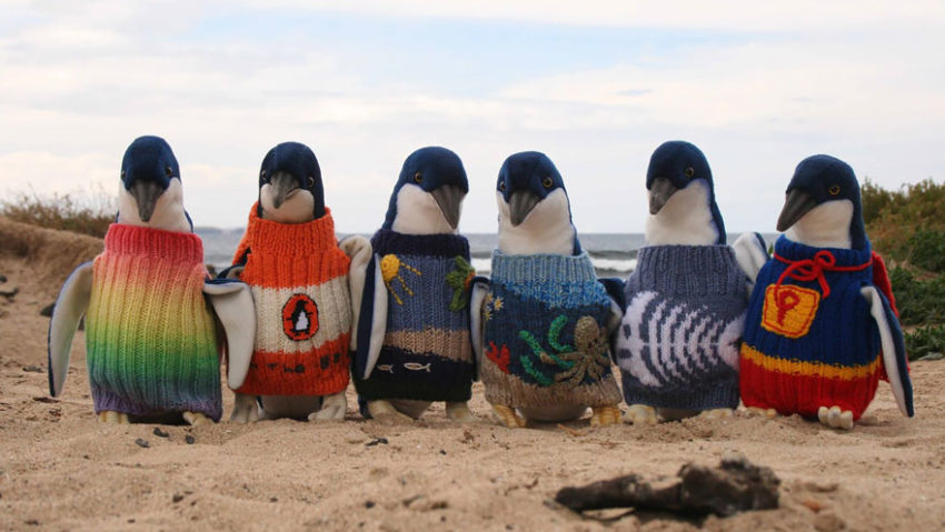 Cel mai bătrân bărbat din Australia tricotează cele mai frumoase costume pentru pinguini