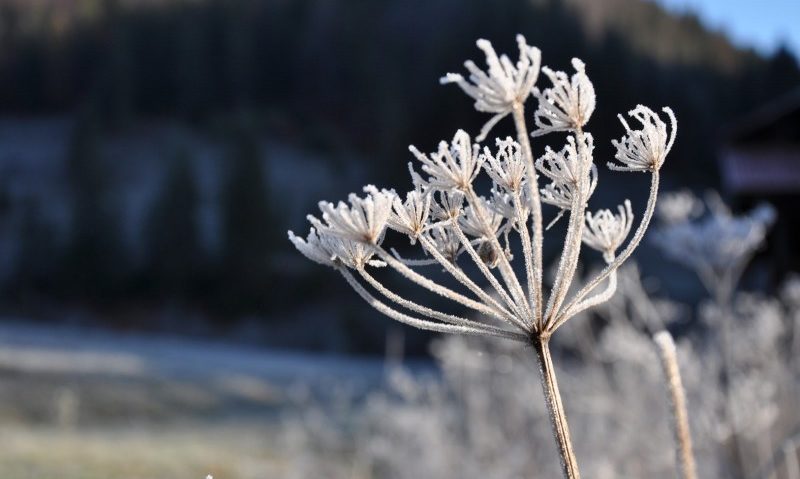 Informare meteo de răcire accentuată a vremii şi brumă