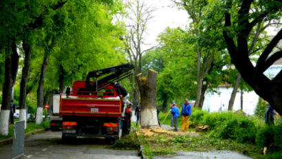 Un arbore valoros din zona Bulevardului Cetății din Tîrgu-Mureș a fost tăiat fără aprobare