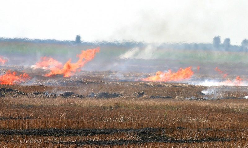 Fermierii care incendiază miriştile riscă să nu mai primească subvenţii de la APIA