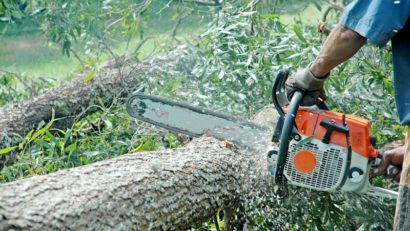 28 de arbori din Tîrgu-Mureş vor fi tăiaţi