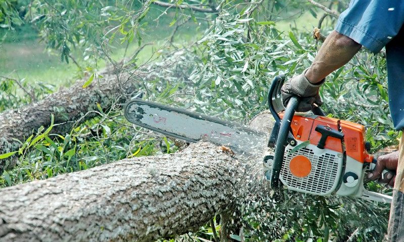 28 de arbori din Tîrgu-Mureş vor fi tăiaţi