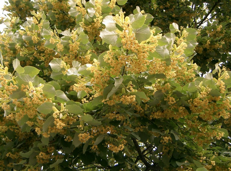 Arborele anului este Teiul pucios