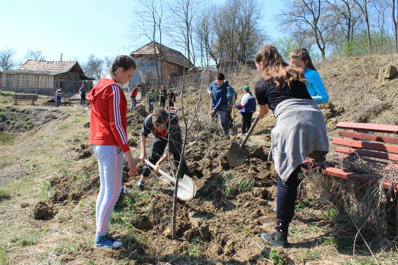 13000 de voluntari au plantat puieţi simultan în 62 de sate