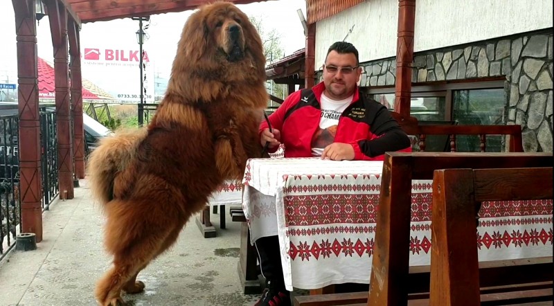 Cel mai frumos Mastiff Tibetan din lume trăieşte la Târgu Mureş