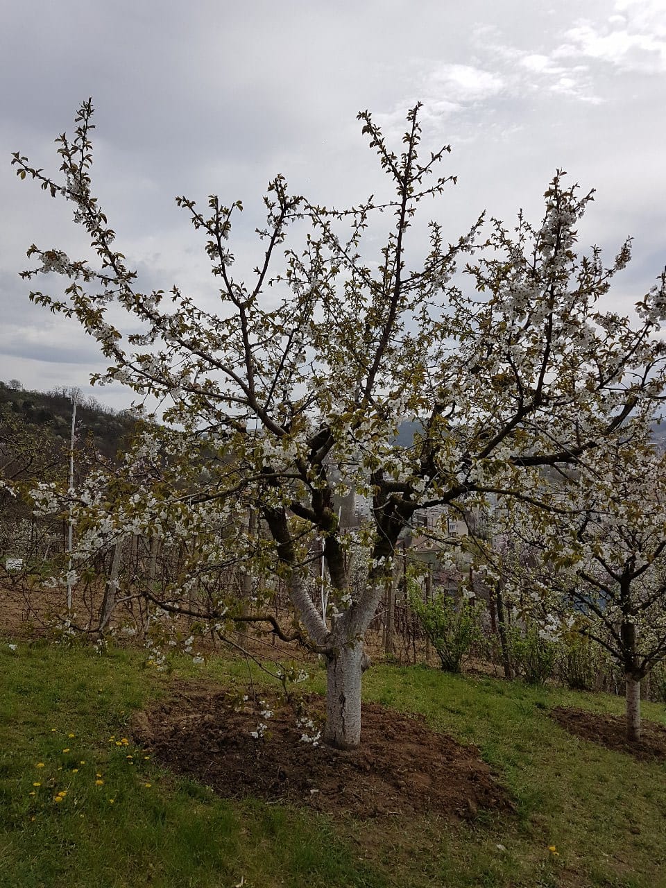 Primăvara în grădină și în câmp