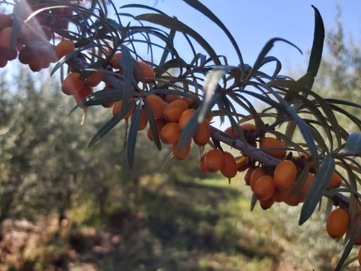 Cultivarea arbuștilor fructiferi