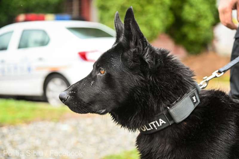 Sibiu: Un hoţ a fost prins cu ajutorul câinelui poliţist Bond