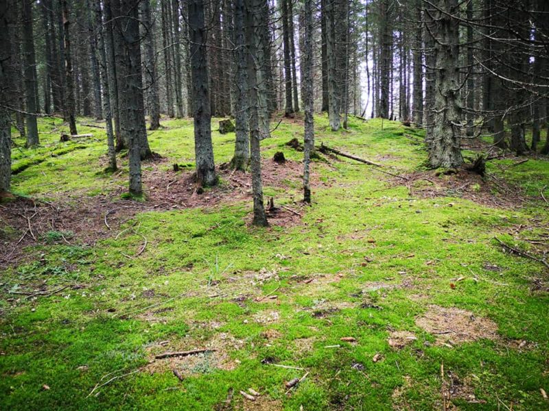 Peste 1.000 de hectare de pădure din Lunca Bradului riscă să fie defrișate din cauza blocajelor administrative