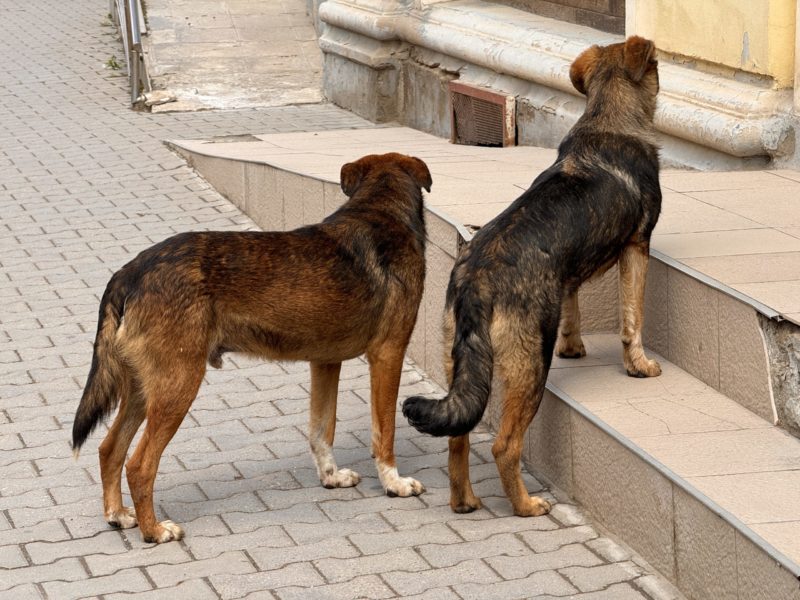 Problema câinilor vagabonzi, rezolvată la Întorsura Buzăului