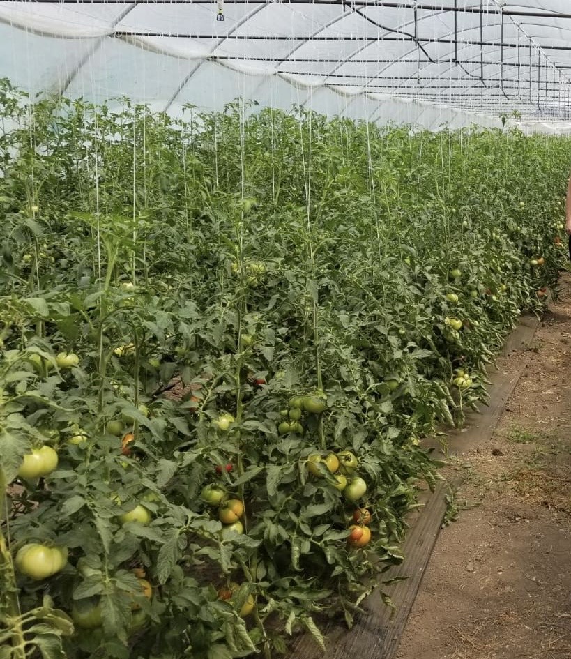 Sfaturi de sezon în agricultură